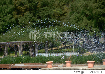 東郷湖あやめ池公園の風景・鳥取県湯梨浜町 65947091