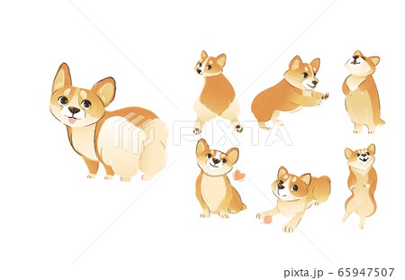 Set of Welsh Corgi dog standing and sitting in different poses cartoon style Set of Welsh Corgi dog standing and sitting in different poses cartoon style 65947507