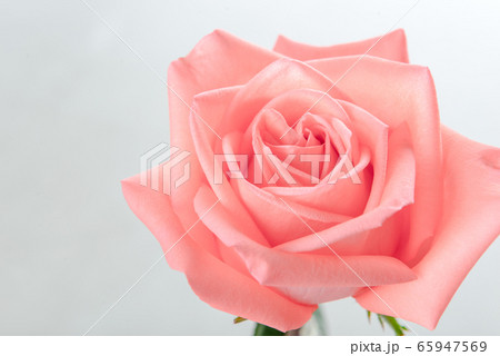 Top view of single pink rose with copy space 65947569