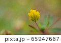 コメツブツメクサ 65947667