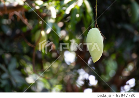 Mango ready for picking on Mango farm, Barracuda Mango ready for picking on Mango farm, Barracuda 65947730