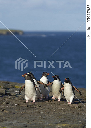 Southern Rockhopper Penguins Southern Rockhopper Penguins 65947988