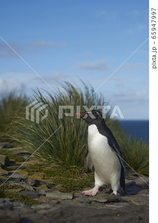 Southern Rockhopper Penguins 65947997