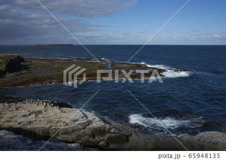 Southern Rockhopper Penguins Southern Rockhopper Penguins 65948135