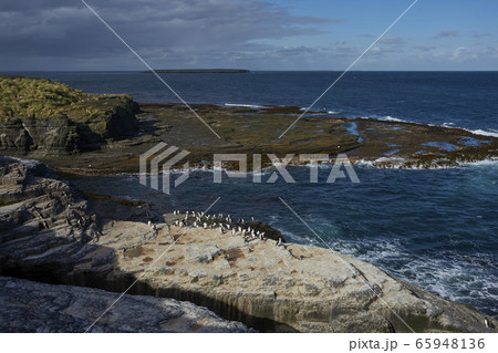 Southern Rockhopper Penguins Southern Rockhopper Penguins 65948136