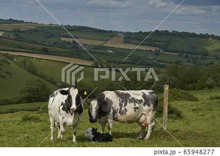 Scenic Cotswolds 65948277