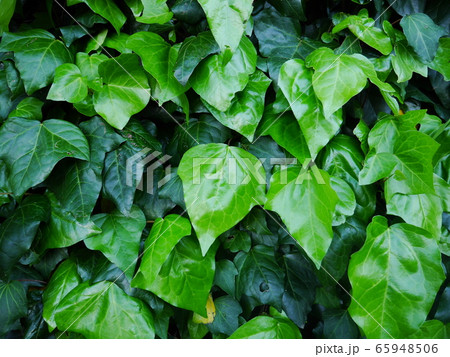 オカメヅタ オカメヅタ 65948506