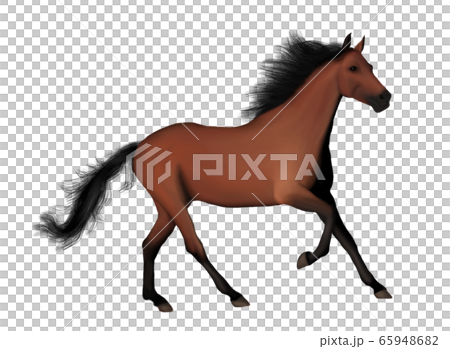 Akhal-Teke horse. Thoroughbred Turkmen horse. Akhal-Teke horse. Thoroughbred Turkmen horse. 65948682