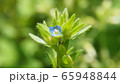 タチイヌノフグリ 65948844