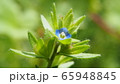 タチイヌノフグリ 65948845