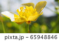 キンポウゲ 65948846