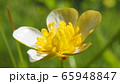 キンポウゲ 65948847