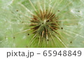 たんぽぽ 65948849