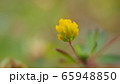 コメツブツメクサ 65948850