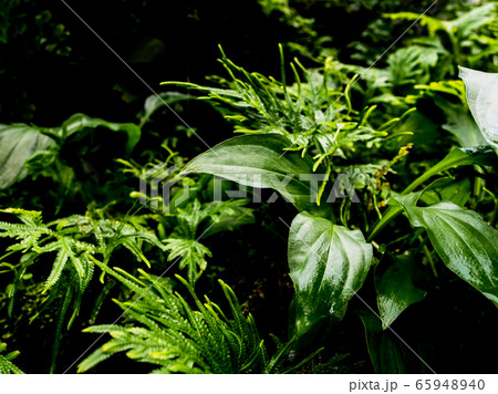 Freshness tropical leaves surface in dark tone as Freshness tropical leaves surface in dark tone as 65948940