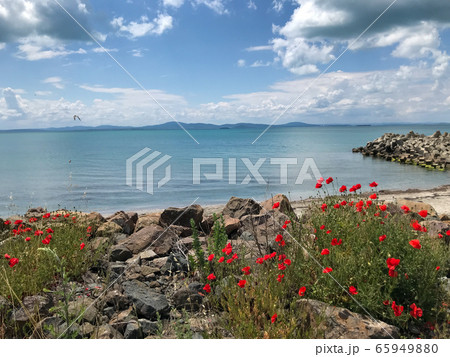 Red Poppies Flowering In Pomorie, Bulgaria. Red Poppies Flowering In Pomorie, Bulgaria. 65949880