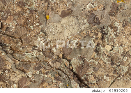 The texture of multi-colored moss on the stones. 65950206