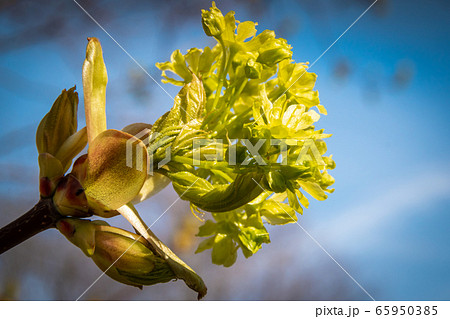 Russia. Saint-Petersburg. Swollen buds, first shoots, leaves and flowers in city parks and squares during the spring awakening. Russia. Saint-Petersburg. Swollen buds, first shoots, leaves and flowers in city parks and squares during the spring awakening. 65950385