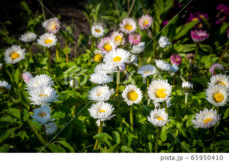 Russia. Saint-Petersburg. With the onset of heat in may, bright daisies bloomed in the city's flower beds. 65950410