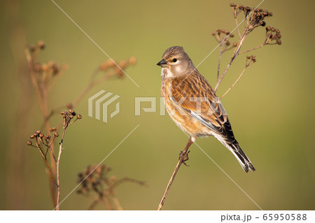 Common linnet female sitting on thin dry plant in spring nature 65950588