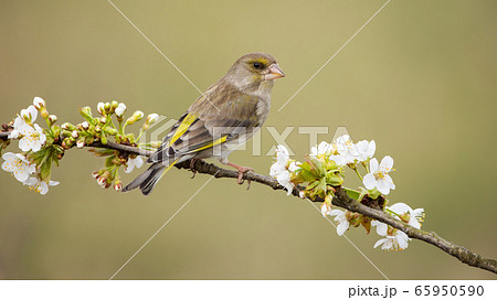 Alert european greenfinch female sitting on branch with blooming white flowers. 65950590
