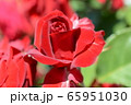 赤いバラ 65951030