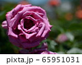 ピンクのバラ 65951031