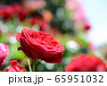 赤いバラ 65951032