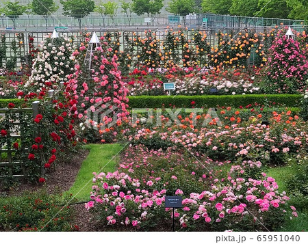 春 花 バラの花 65951040