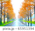 メタセコイヤ並木 65951394