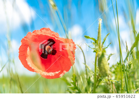 red poppies bloomed in the field. beetle sitting on a flower 65951622