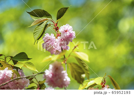 北海道の札幌市円山公園の八重桜 65952193