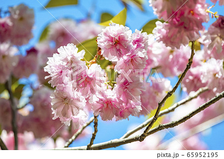 北海道の札幌市円山公園の八重桜 北海道の札幌市円山公園の八重桜 65952195