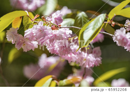 北海道の札幌市円山公園の八重桜 北海道の札幌市円山公園の八重桜 65952208
