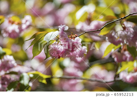 北海道の札幌市円山公園の八重桜 65952213