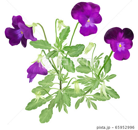 紫色のビオラのイラストのイラスト素材