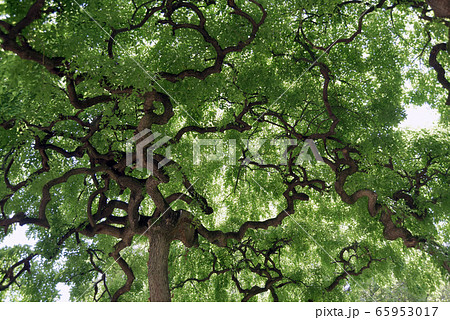 シダレエンジュ 65953017