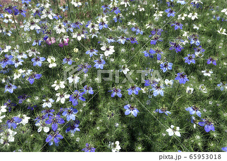 クロタネソウ 65953018