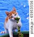モロッコ　フェズ　青の町　猫 65953556