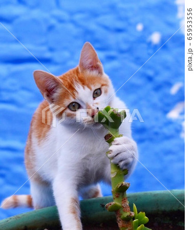 モロッコ フェズ 青の町 猫 モロッコ フェズ 青の町 猫 65953556