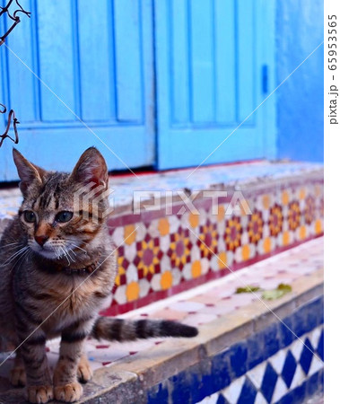 モロッコ　フェズ　青の町　猫 65953565