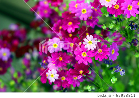 桜草 桜草 65953811