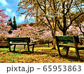 公園とベンチとさくら 65953863