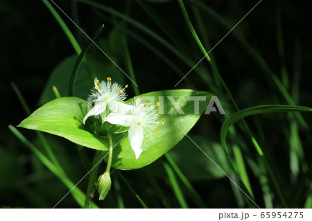 トキワツユクサ(常盤露草) トキワツユクサ(常盤露草) 65954275