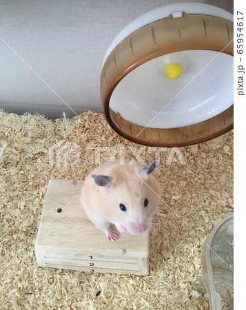 ハムスター ハムスター 65954617