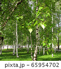 Birch trees in Siberia in summer day Birch trees in Siberia in summer day 65954702