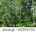 Birch tree in Siberian summer Birch tree in Siberian summer 65954703