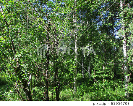 Birch tree in Siberian summer Birch tree in Siberian summer 65954703
