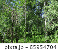 Birches trees in Siberian summer Birches trees in Siberian summer 65954704