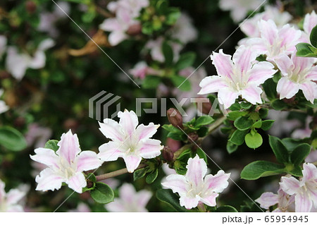 ハクチョウゲ（白丁花）の花が真っ盛り 65954945
